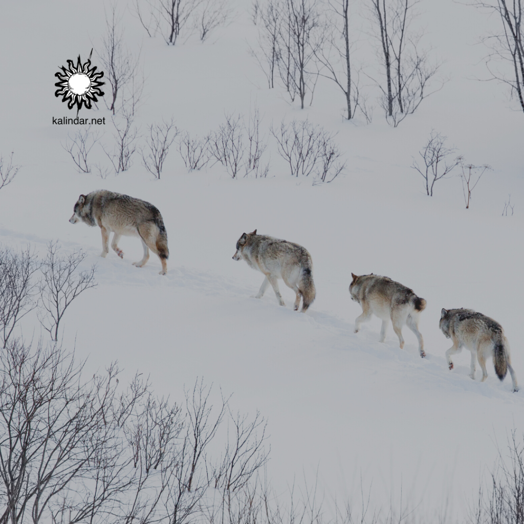 pack of wolves at the beginning of winter