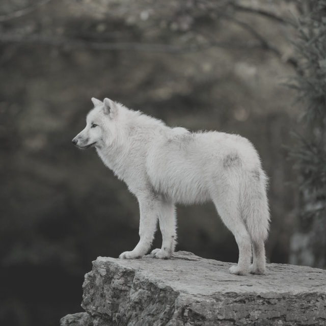 white wolf, totem and spirit animal ofof Dacia